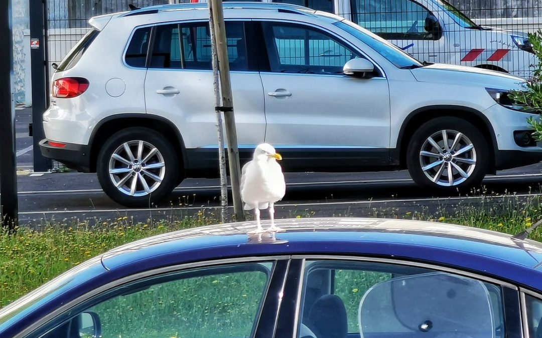 Faire les pattes de grue. …