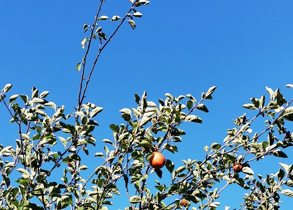 Fruto prohibido / fruto podrid…