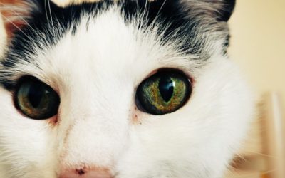 Ei7KsCeWkAA7IlA-400x250