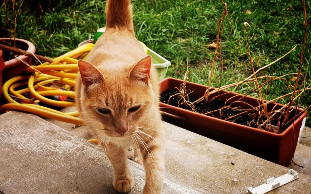 #CouvreFeu loue chat du voisin…